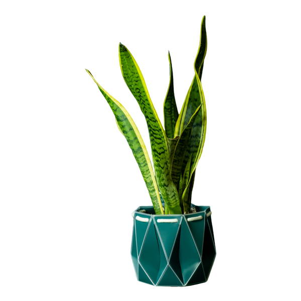 POTR 18cm Self Watering Pot